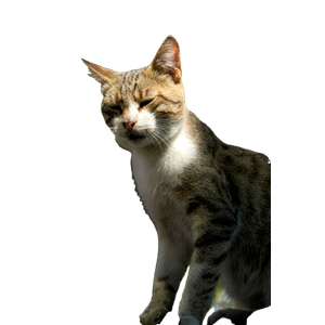 A Tabby Cat Basks In The Sunlight Outdoors, Surrounded By Lush Greenery. 18364 - Cat PNG image with transparent background